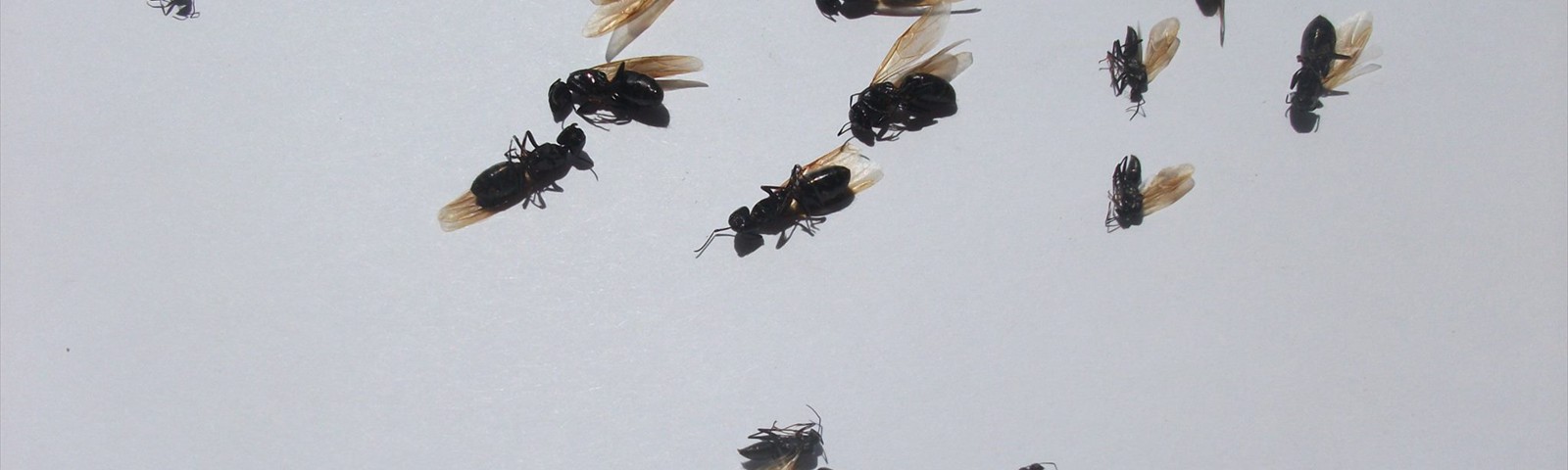 East End Exterminating 